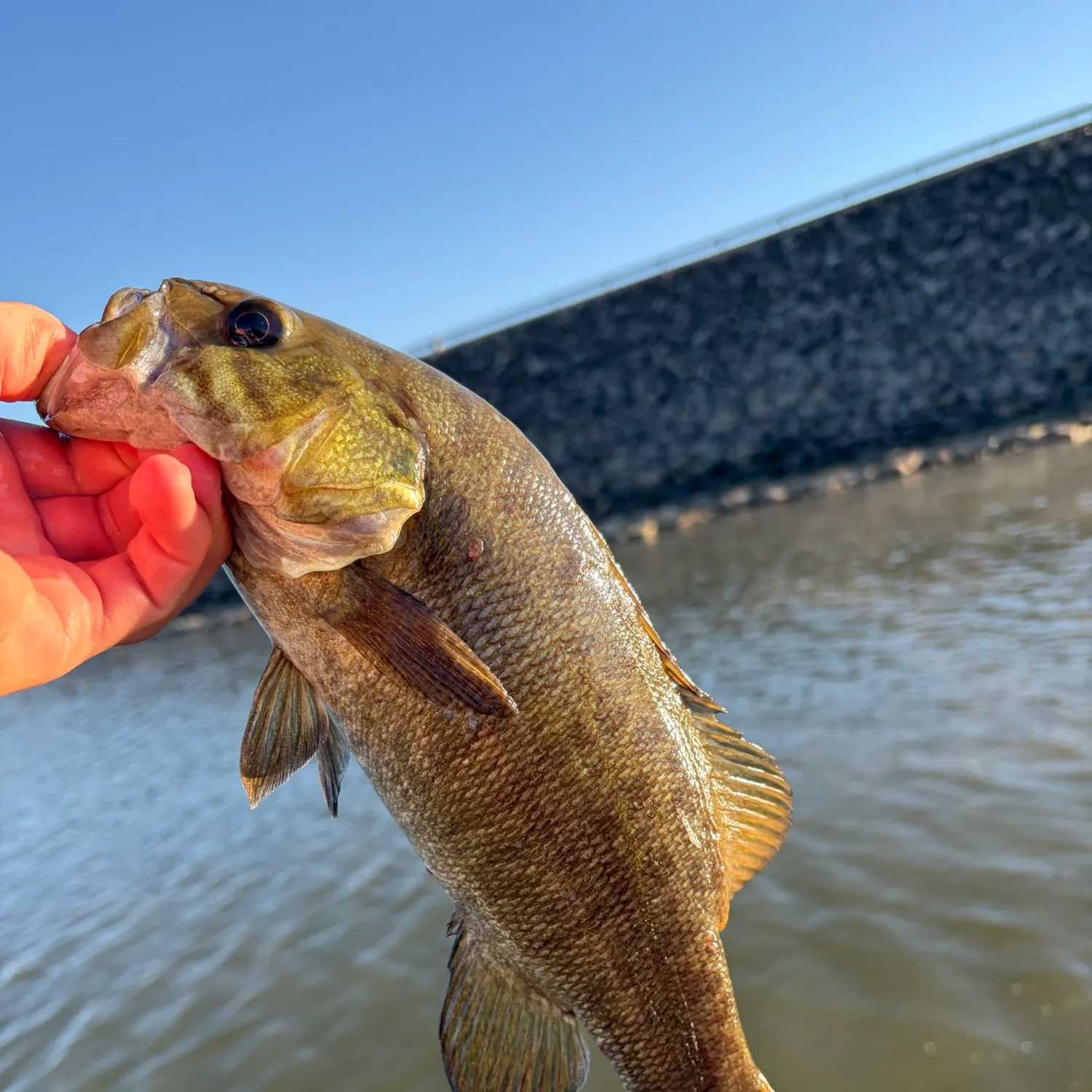 Smallmouth bass caught on Fishbrain