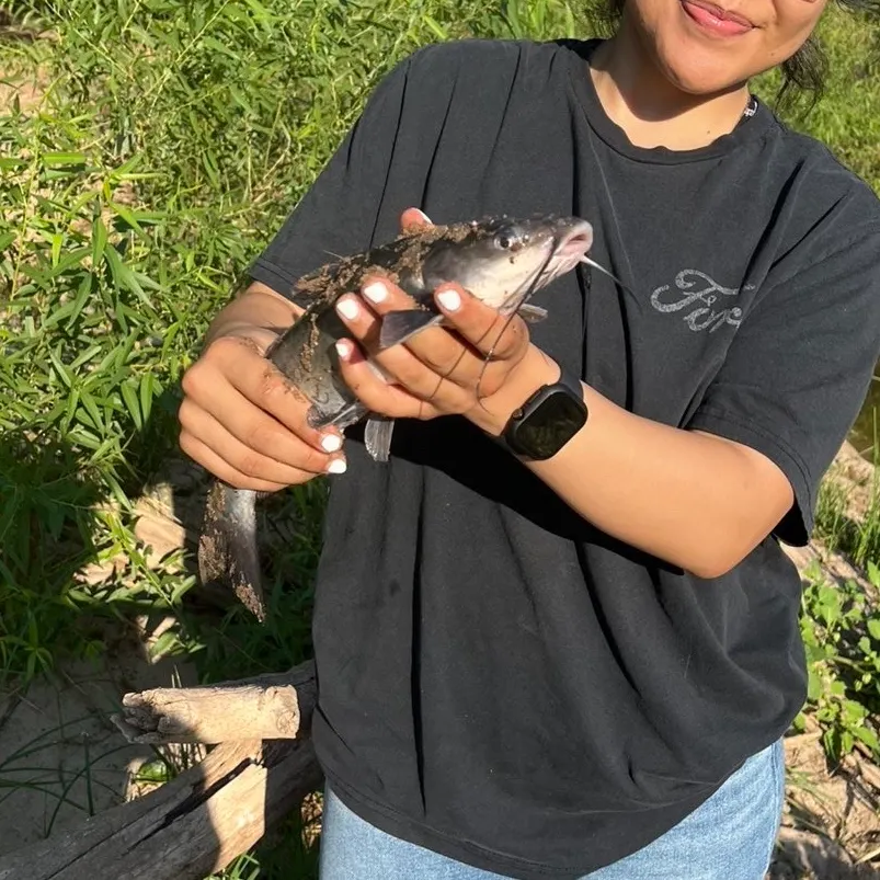 Channel catfish caught on Fishbrain