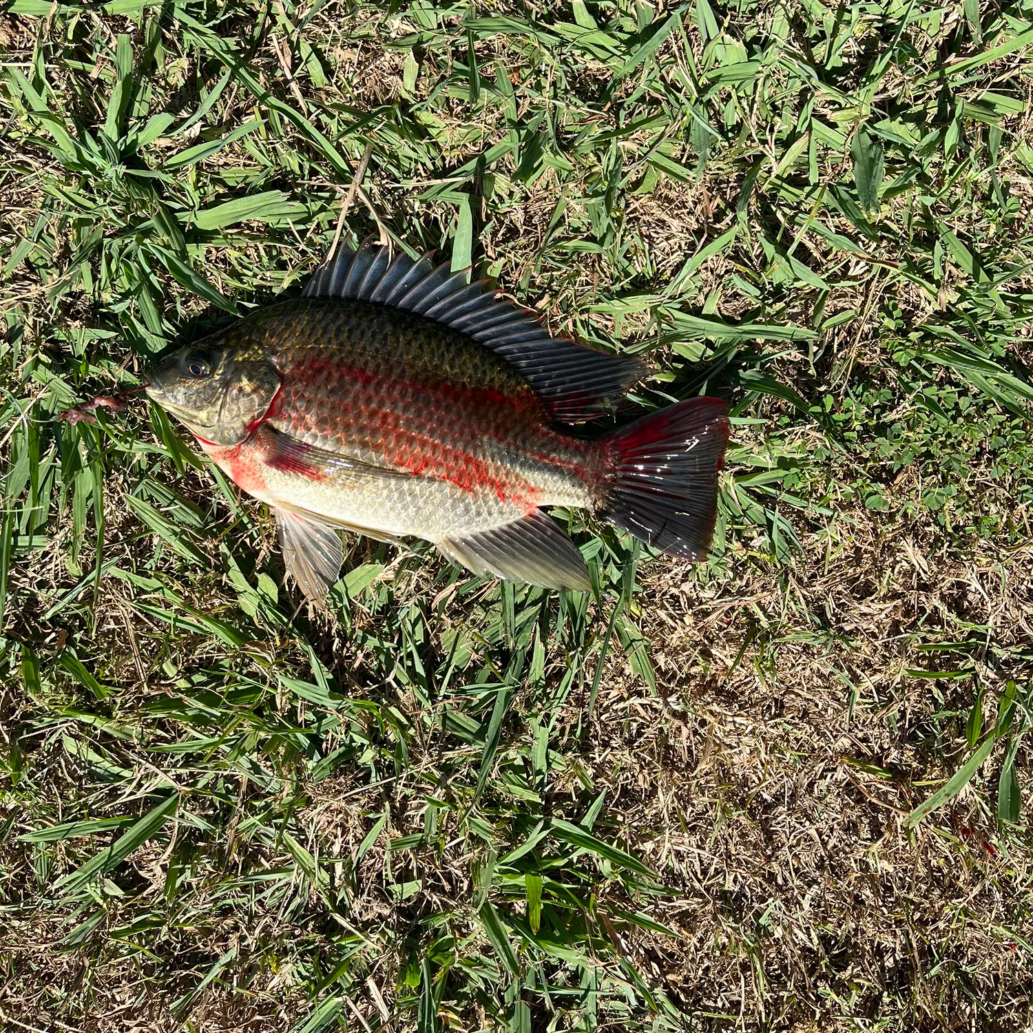 The most recent Mozambique tilapia catches on Fishbrain
