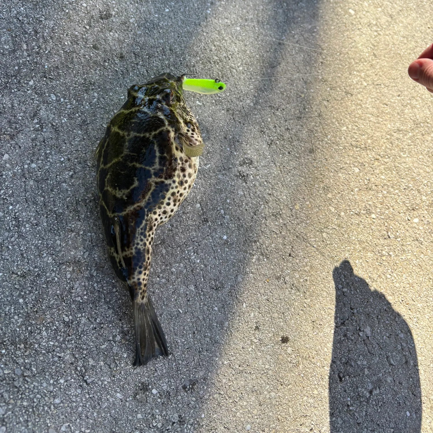 The most recent Oceanic puffer catches on Fishbrain