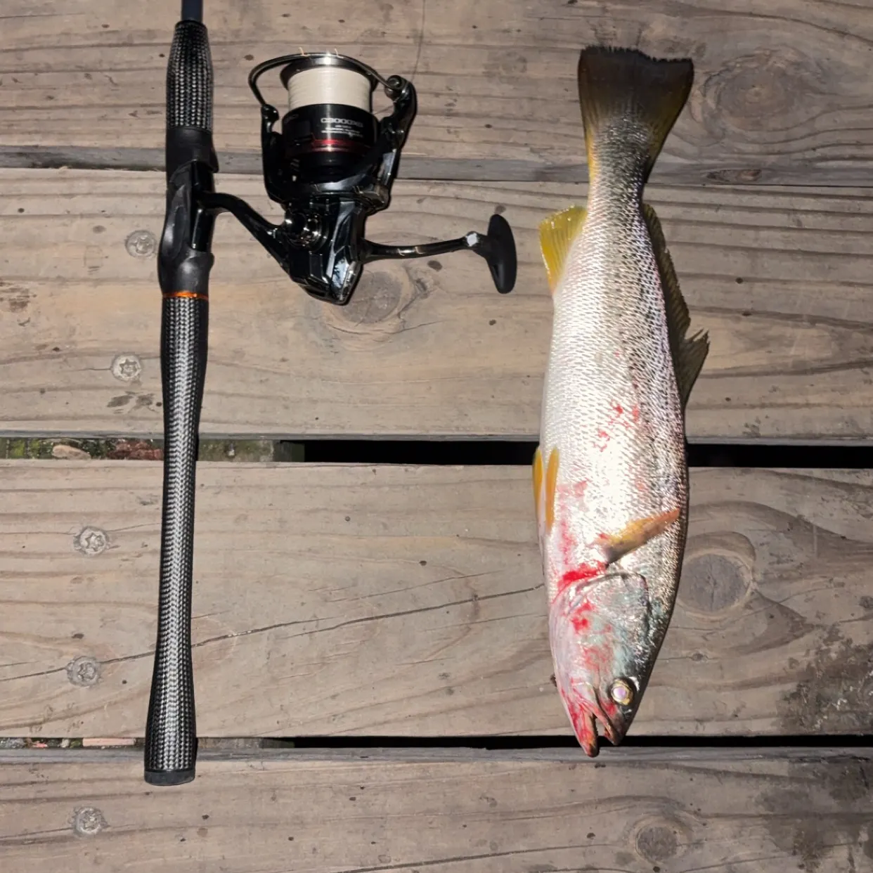 Gray weakfish caught on Fishbrain