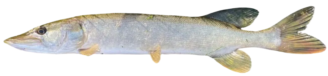 Silver pike