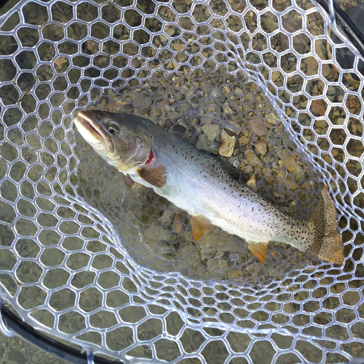 Bear Lake cutthroat trout caught on Fishbrain