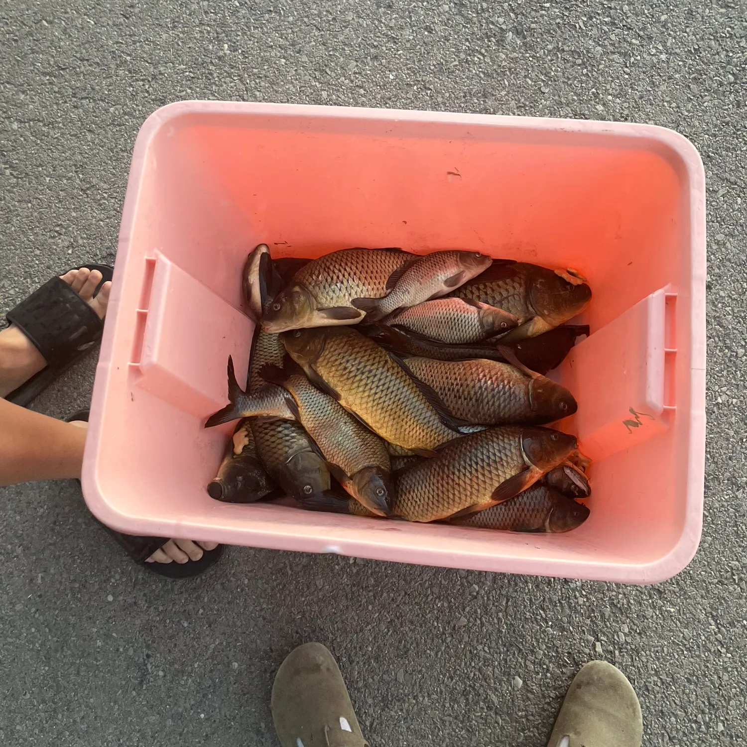 The most recent Common carp catches on Fishbrain