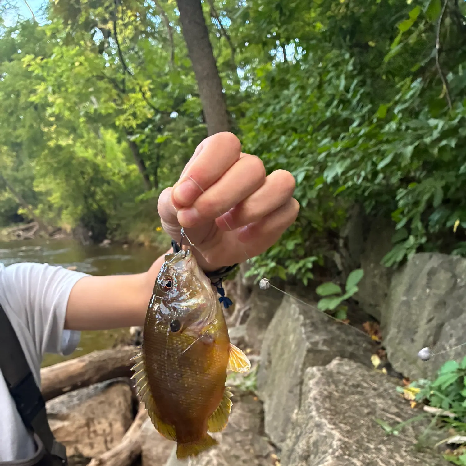 Green sunfish caught on Fishbrain