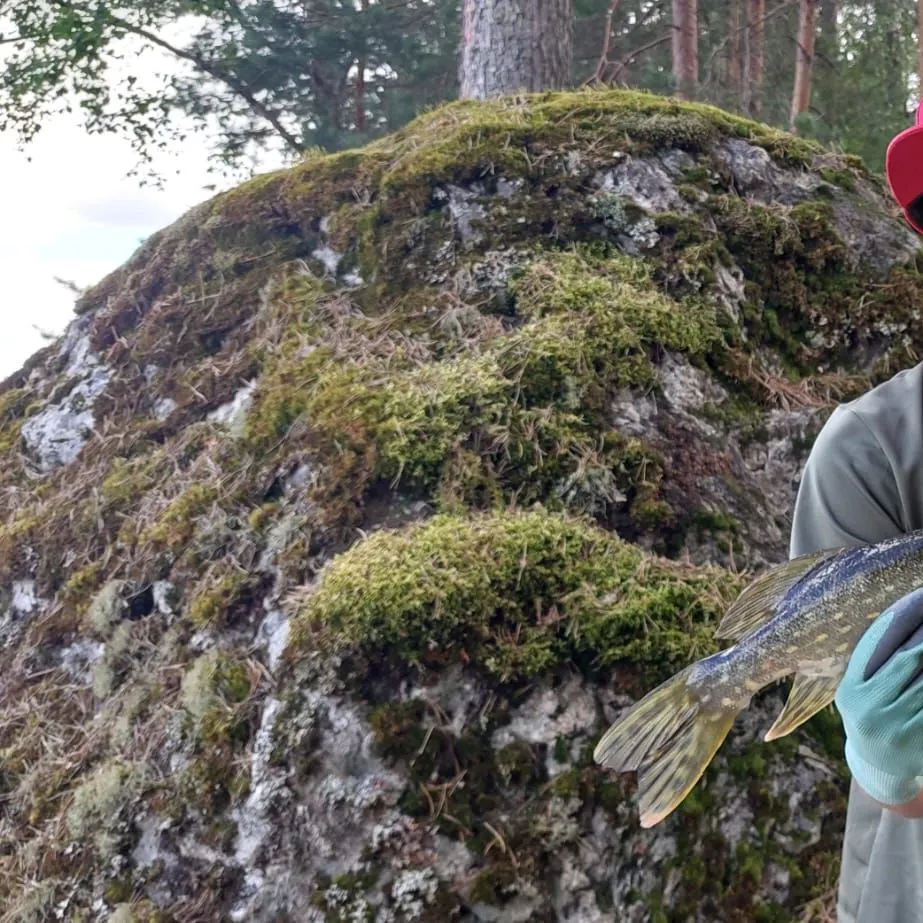 Northern pike caught on Fishbrain