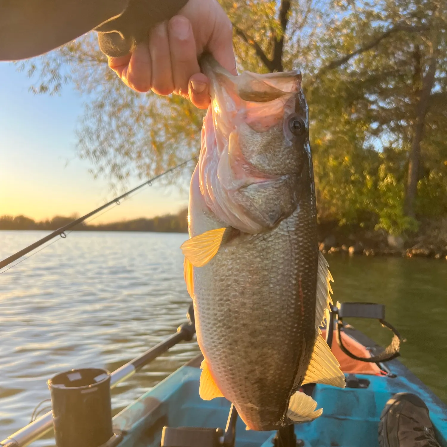 Largemouth bass caught on Fishbrain