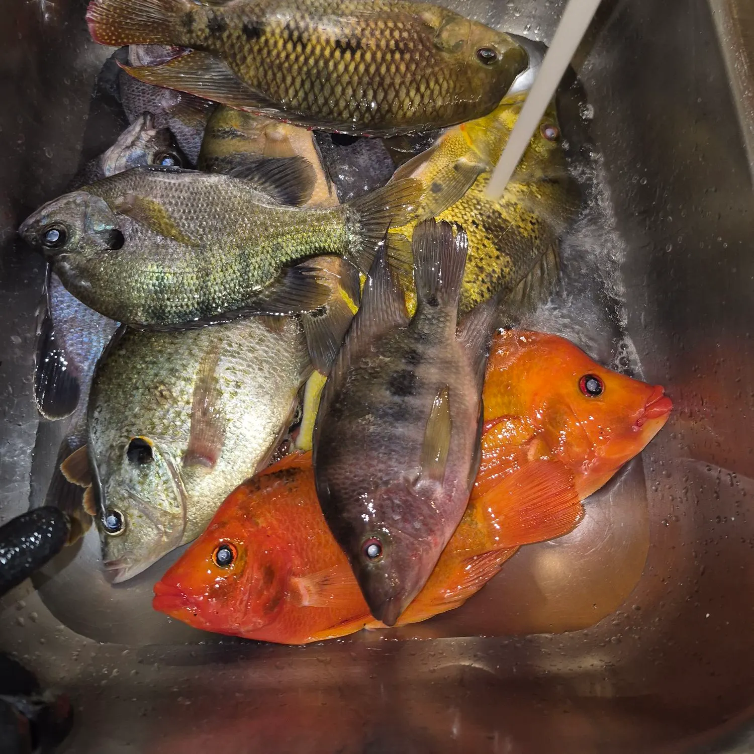 The most recent Red devil cichlid catches on Fishbrain