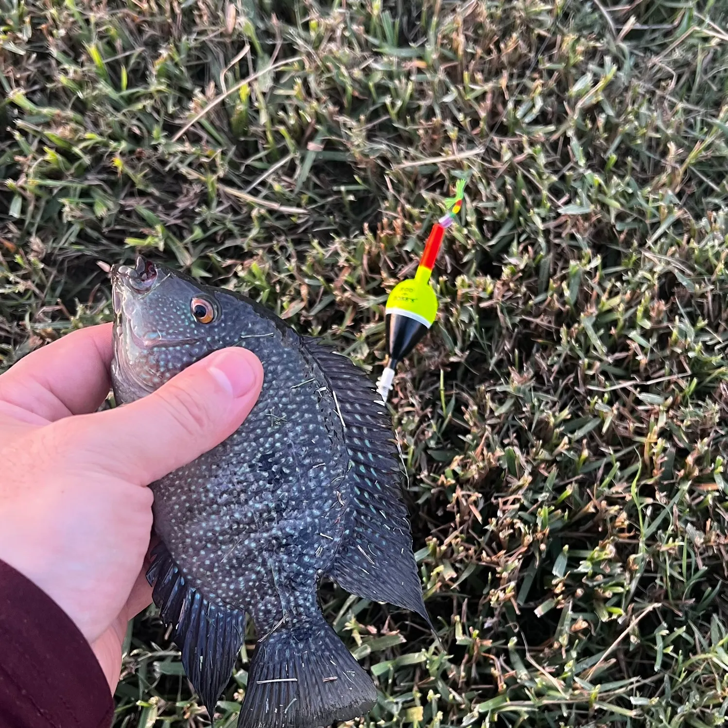 Rio Grande cichlid caught on Fishbrain