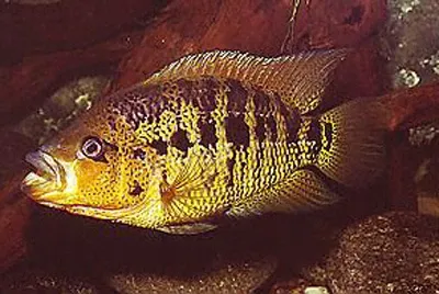 Yellowjacket cichlid