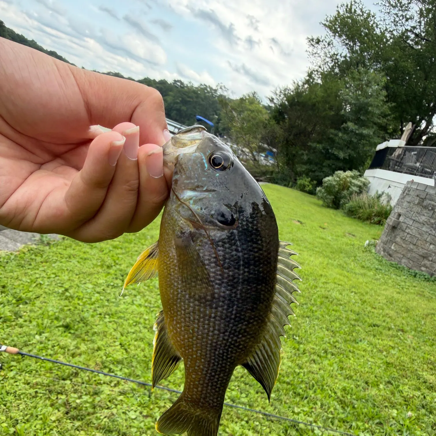 Green sunfish caught on Fishbrain