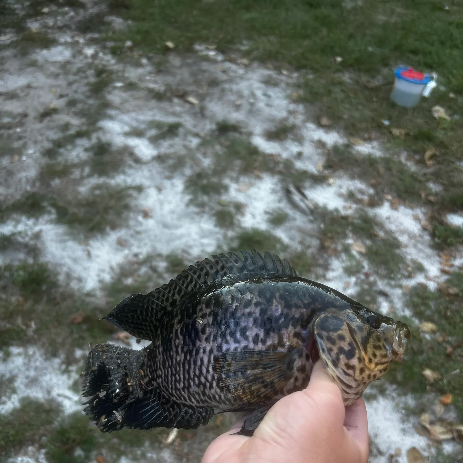 The most recent Jaguar cichlid catches on Fishbrain