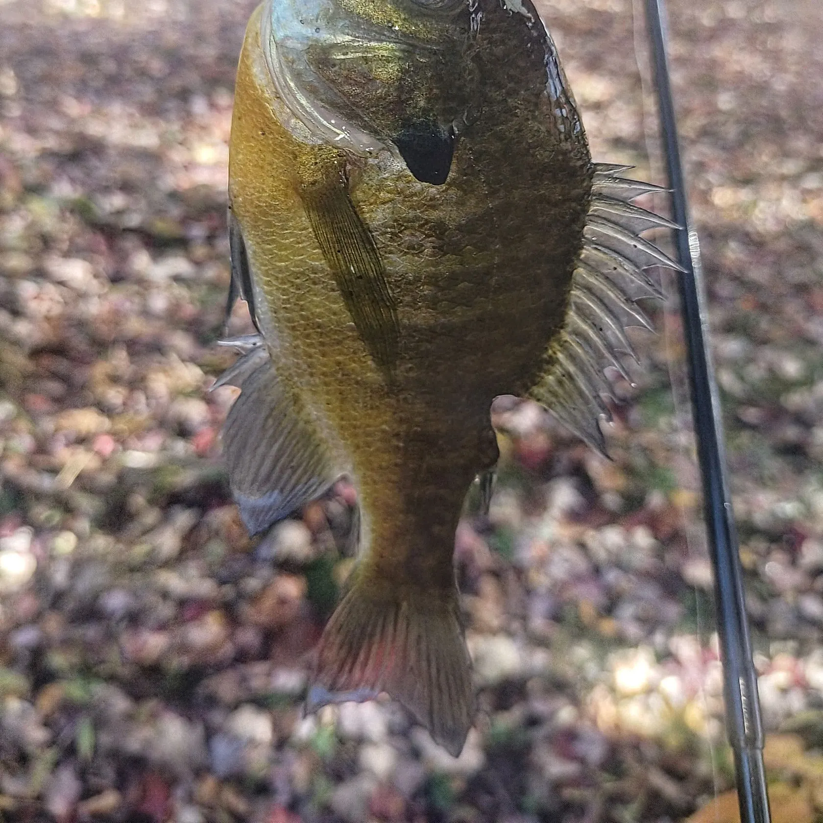 Bluegill caught on Fishbrain
