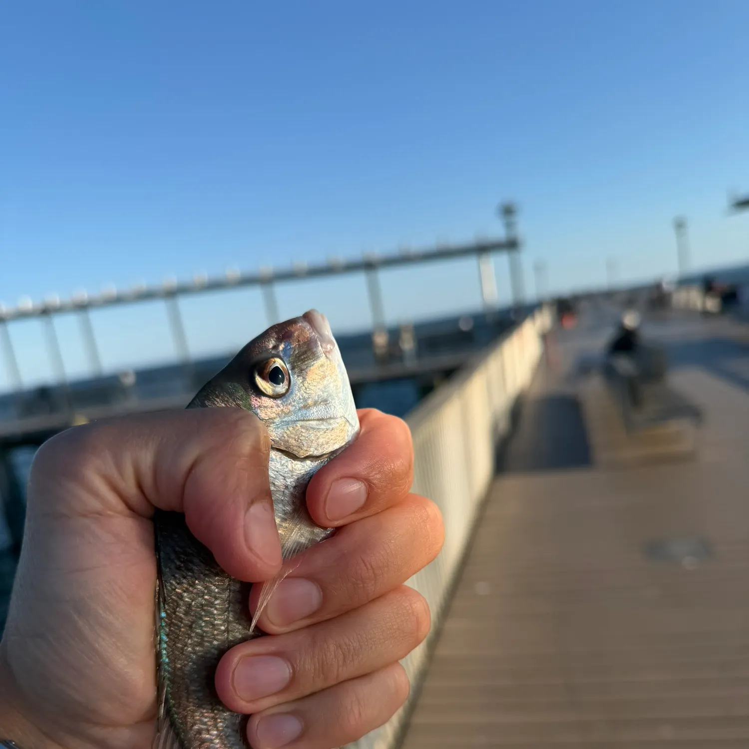 Silver porgy caught on Fishbrain
