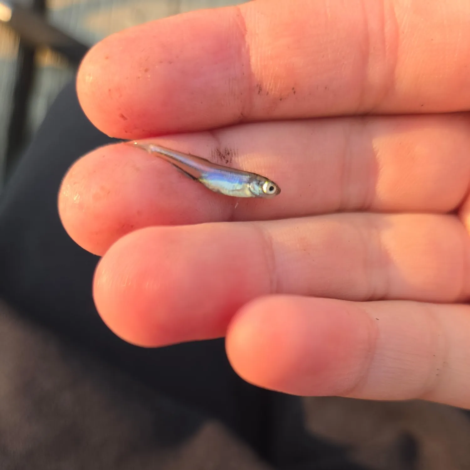The most recent Eurasian minnow catches on Fishbrain