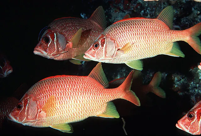 Sabre squirrelfish