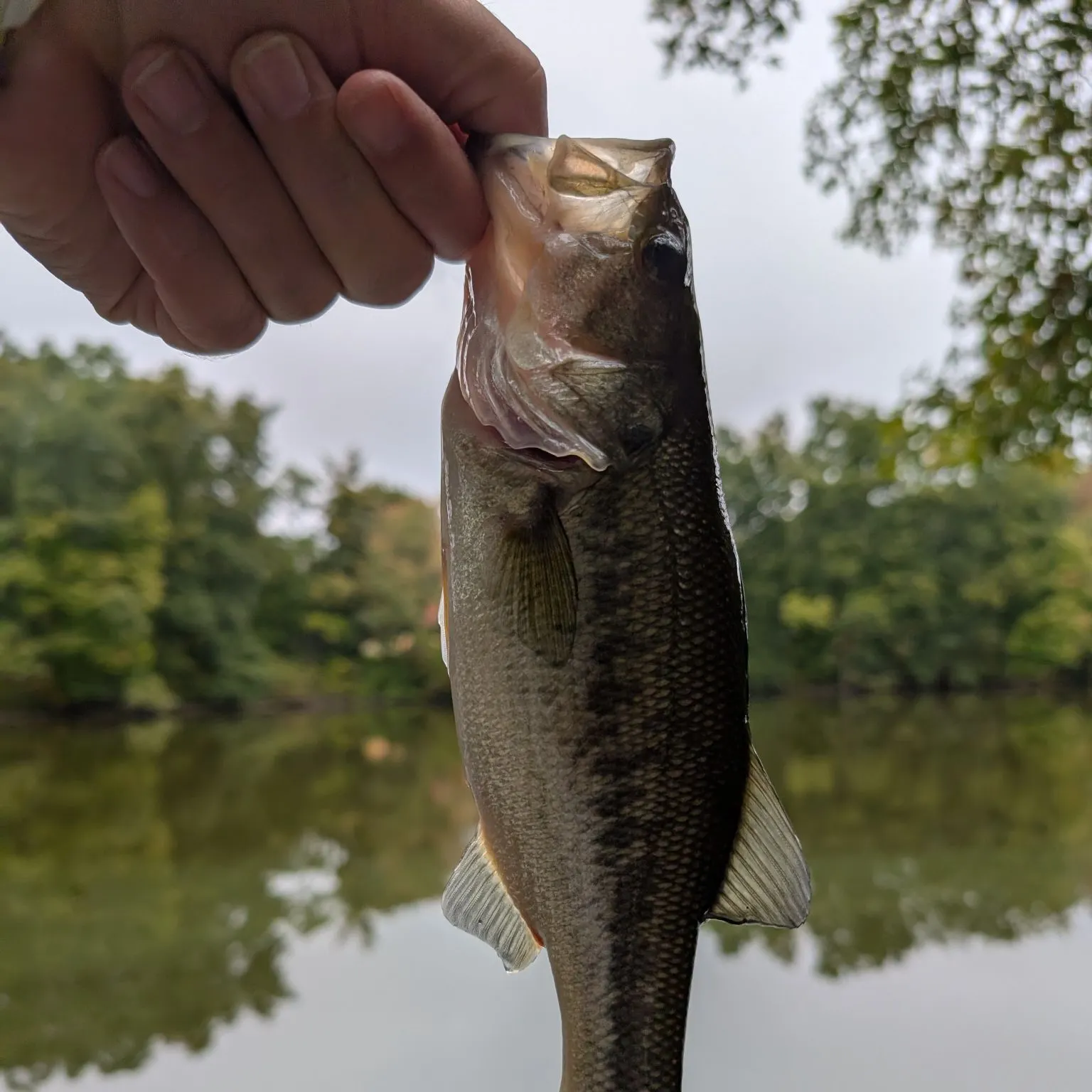 Largemouth bass caught on Fishbrain