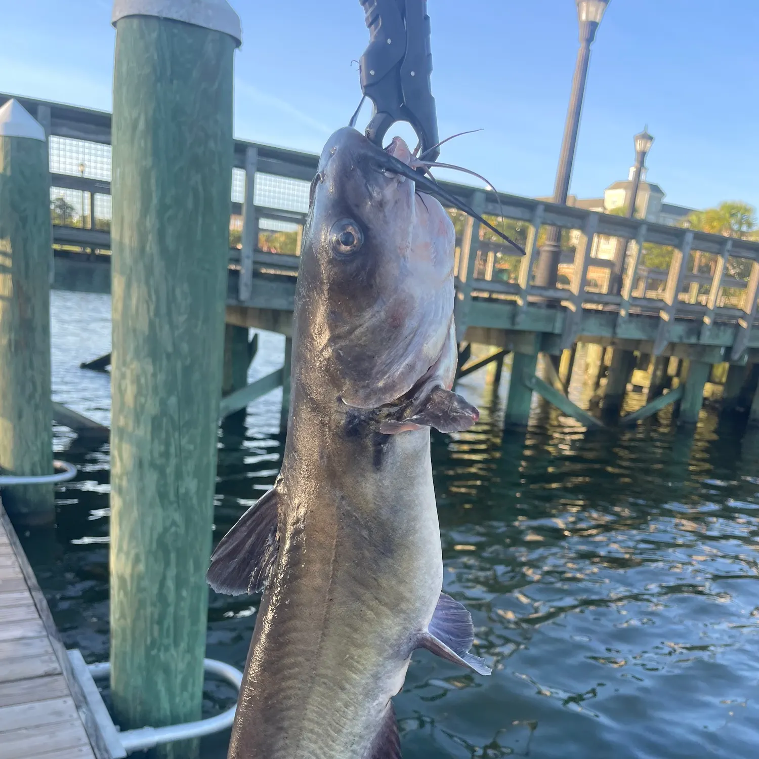 catch