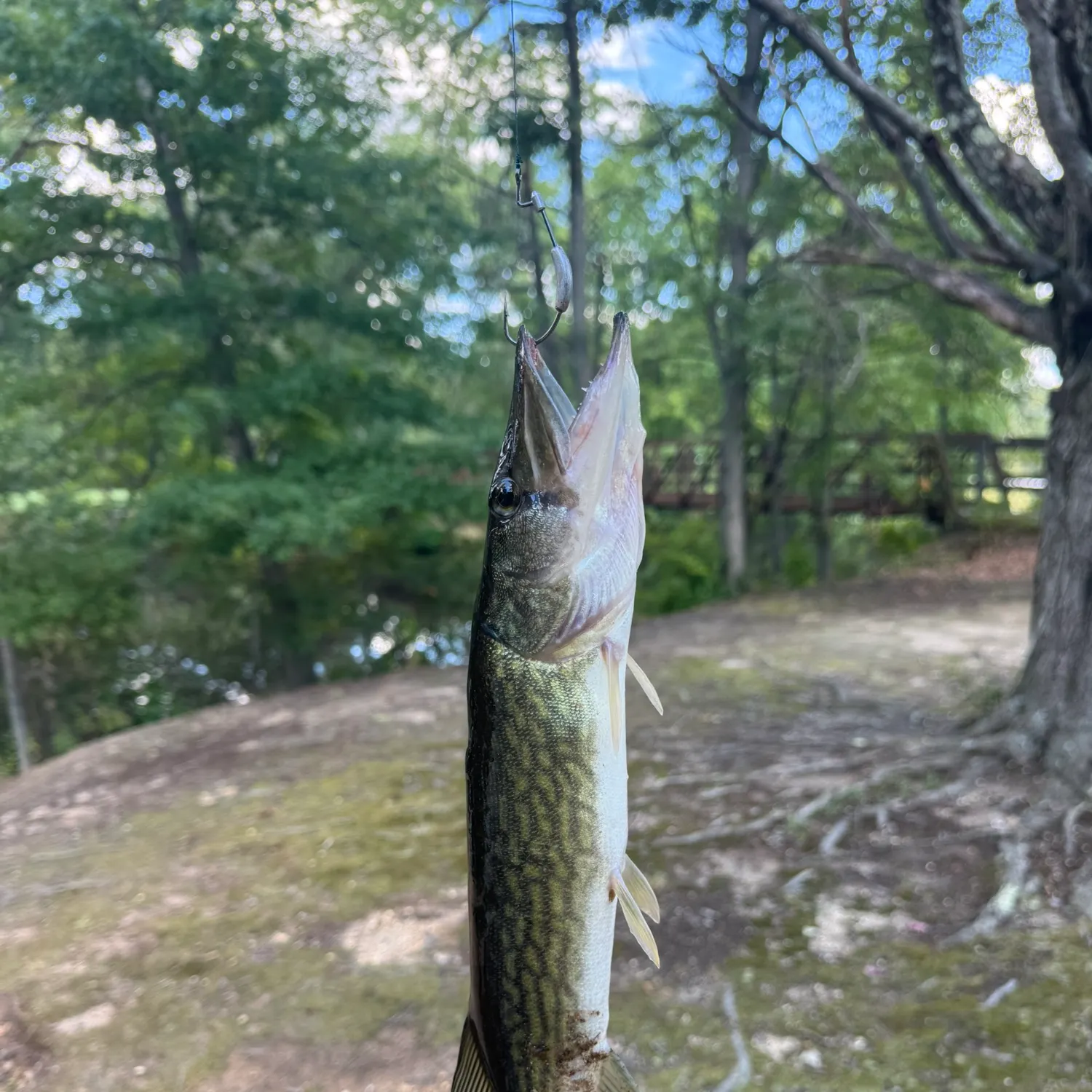 Chain pickerel caught on Fishbrain