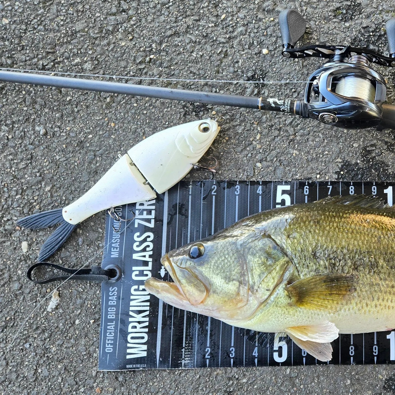 Largemouth bass caught on Fishbrain