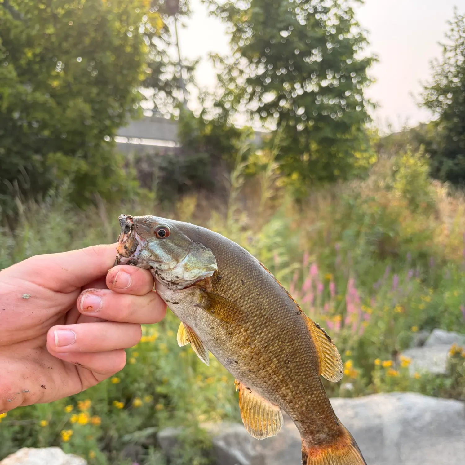 catch
