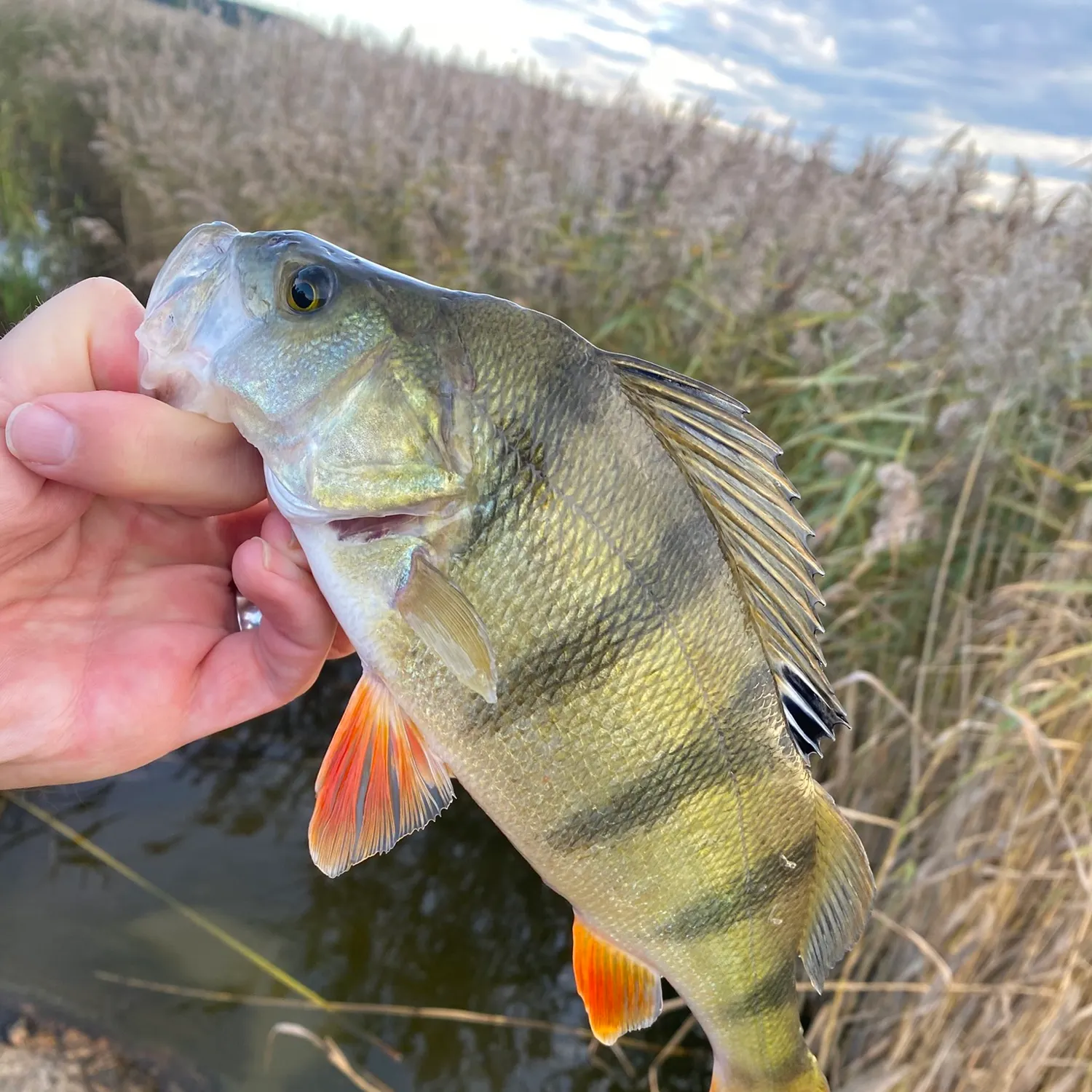 European perch caught on Fishbrain