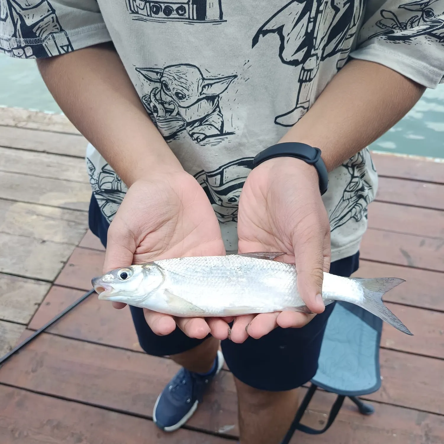 The most recent Vimba bream catches on Fishbrain