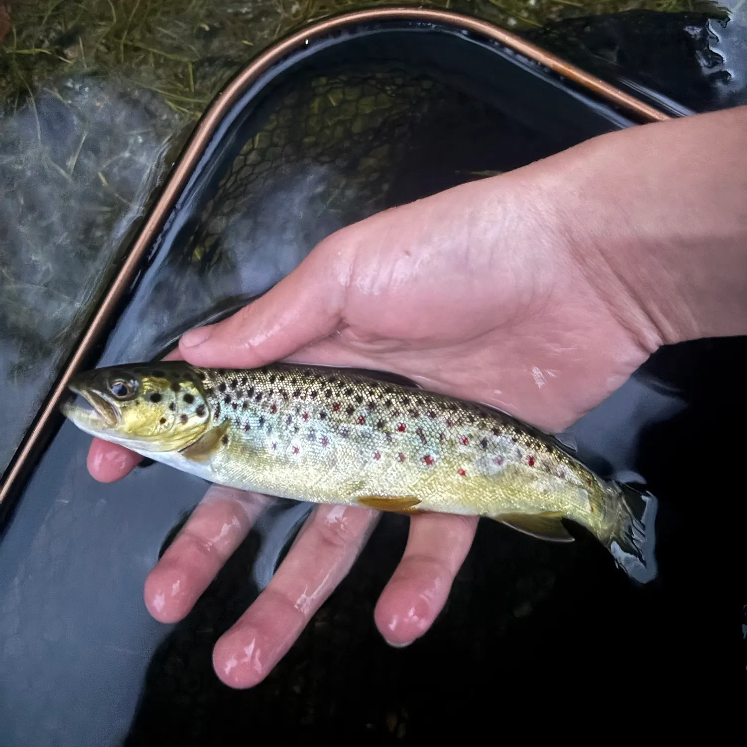 Brown trout caught on Fishbrain