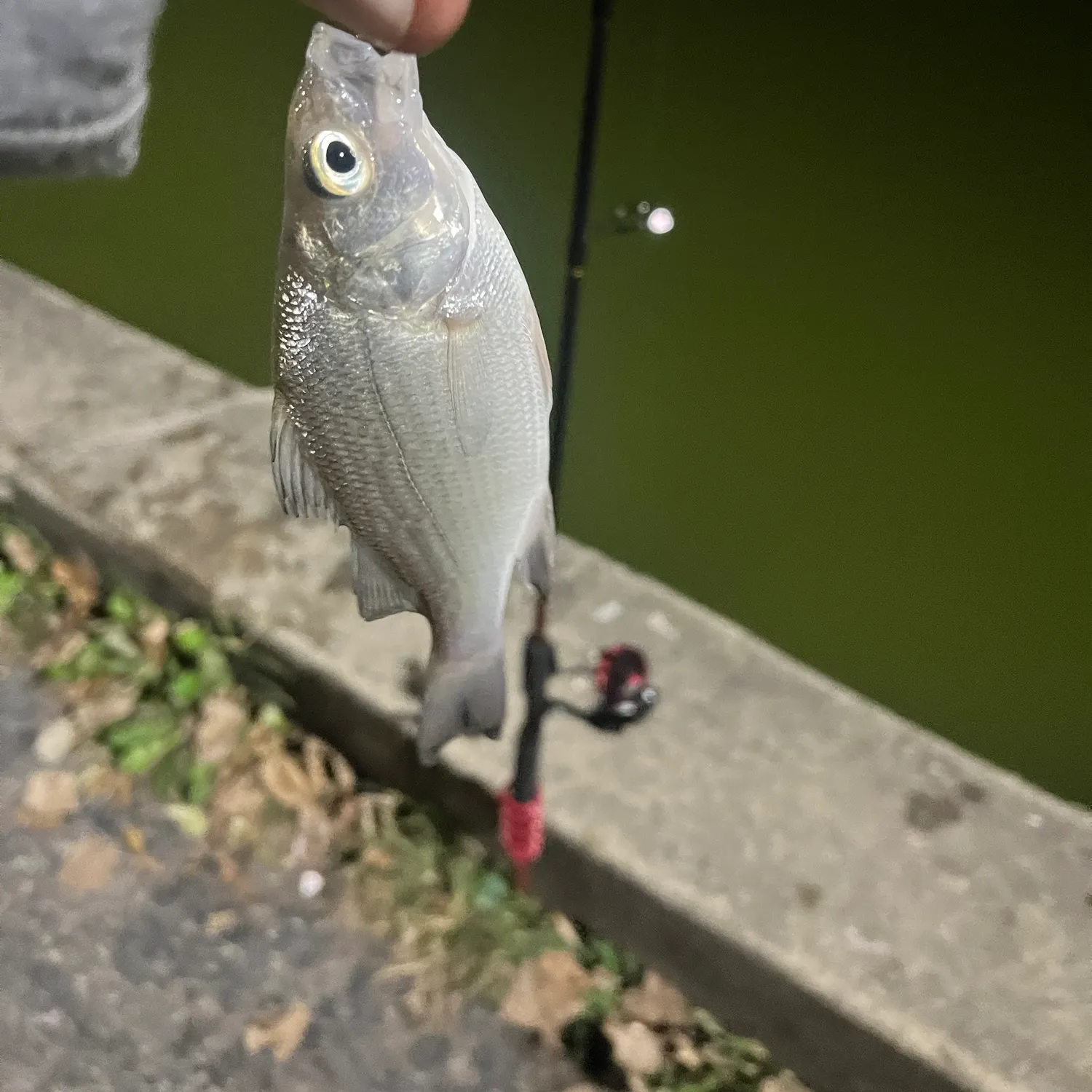 White perch caught on Fishbrain