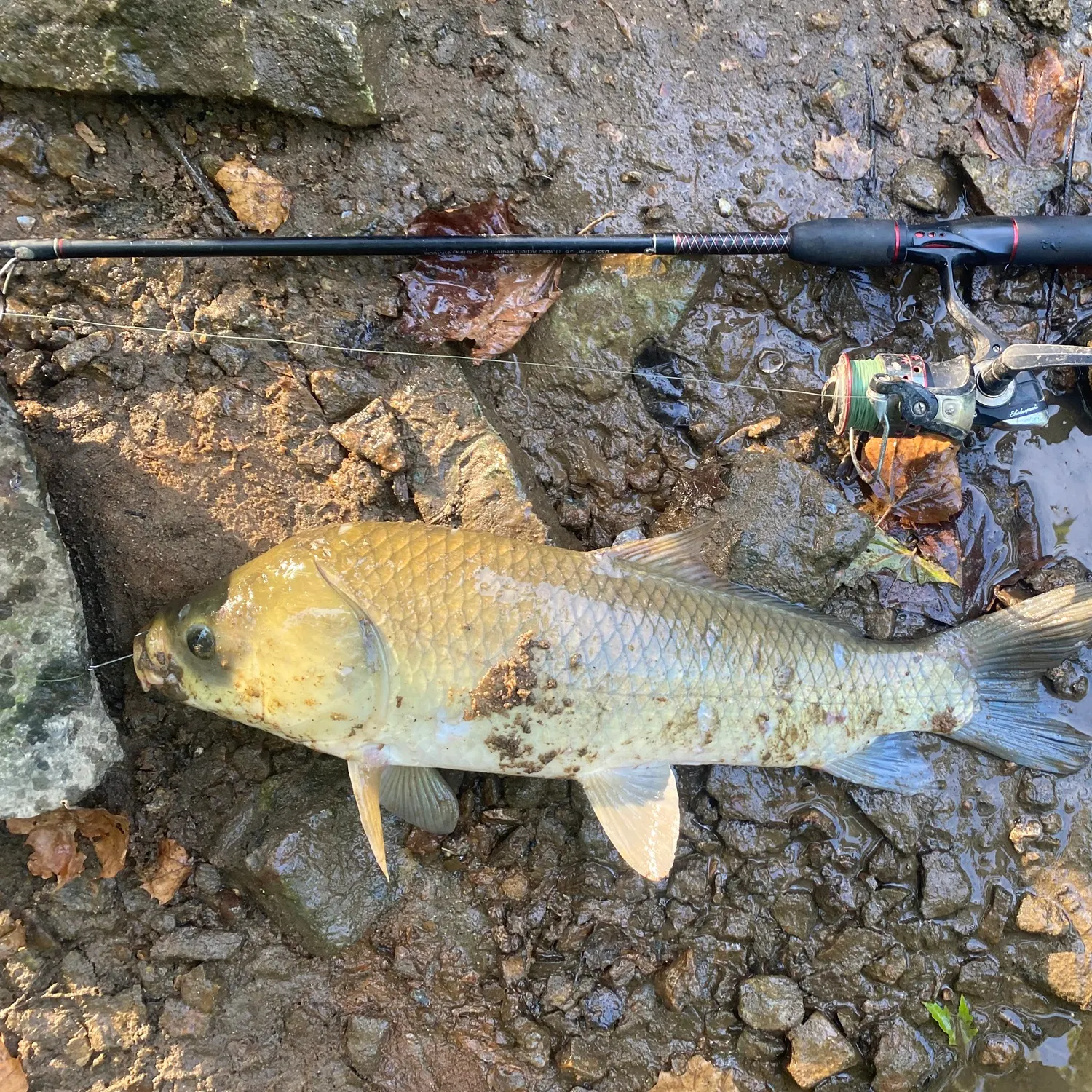 Bigmouth buffalo caught on Fishbrain