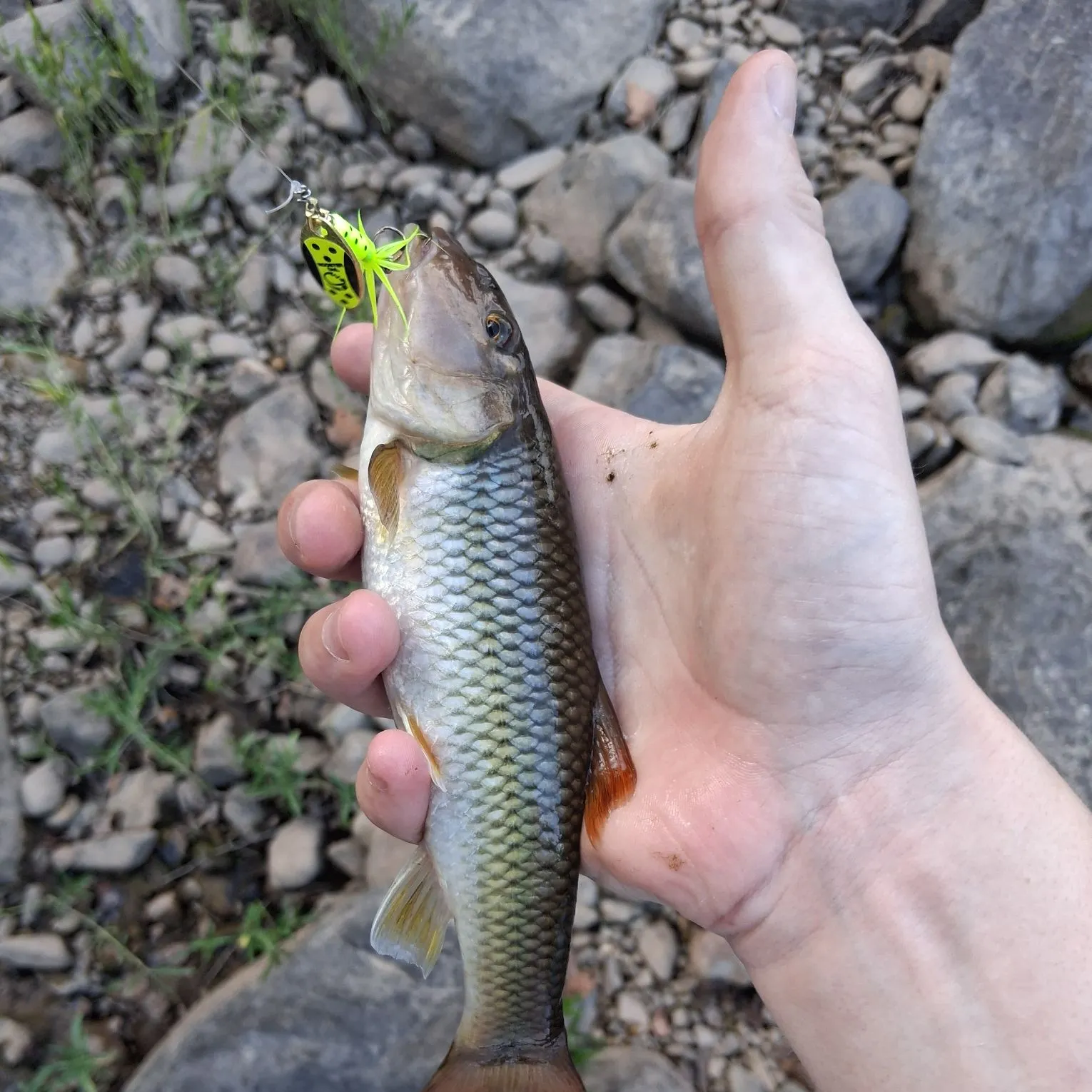 The most recent Bigmouth chub catches on Fishbrain
