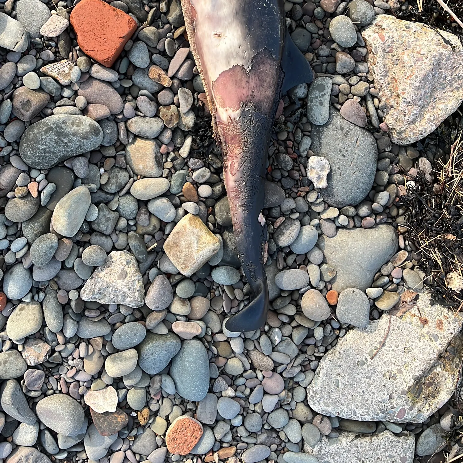 The most recent Pompano dolphinfish catches on Fishbrain