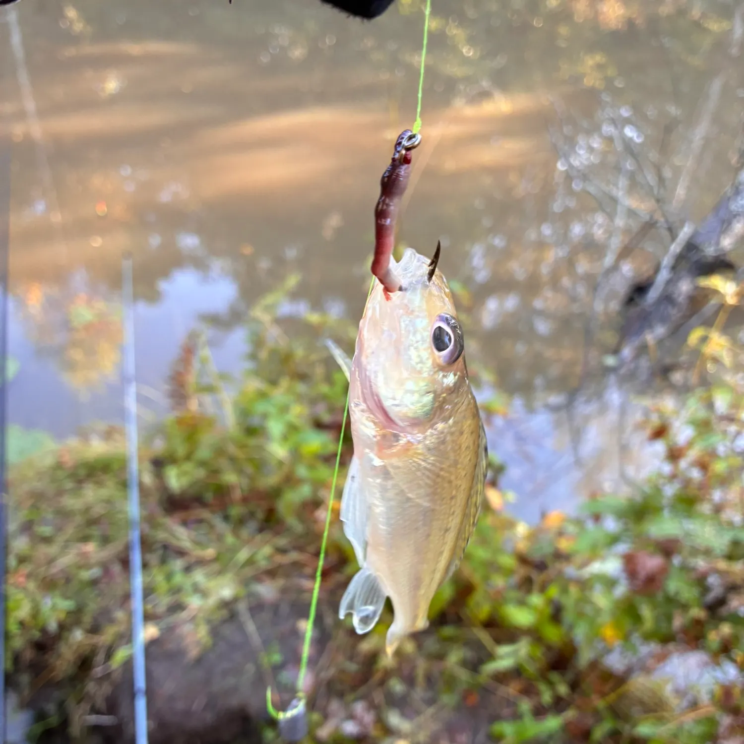 Eurasian ruffe caught on Fishbrain