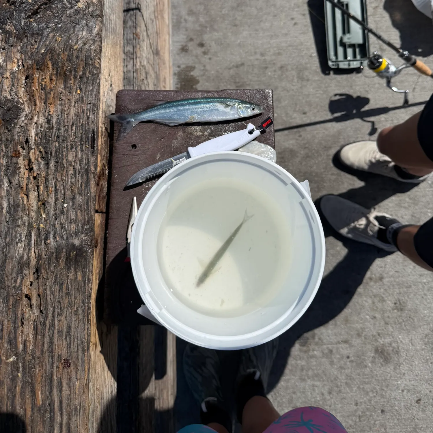 The most recent Surf smelt catches on Fishbrain