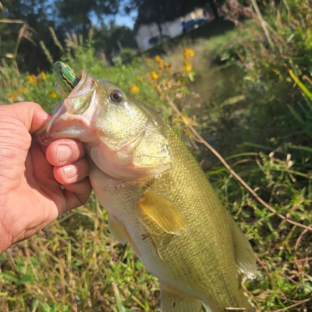 ᐅ Lilly Heights Park fishing reports🎣• Brookfield, WI (United States ...