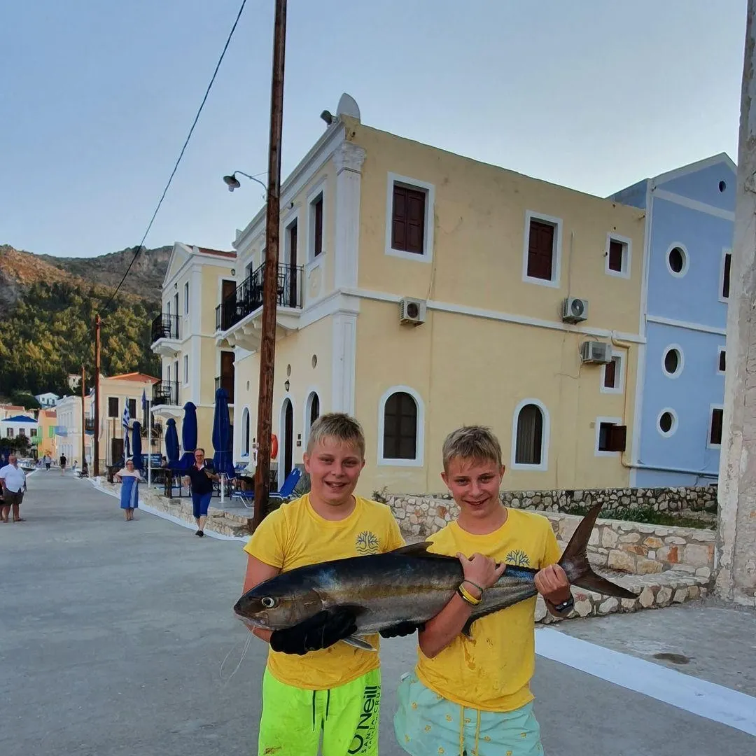 Greater amberjack caught on Fishbrain