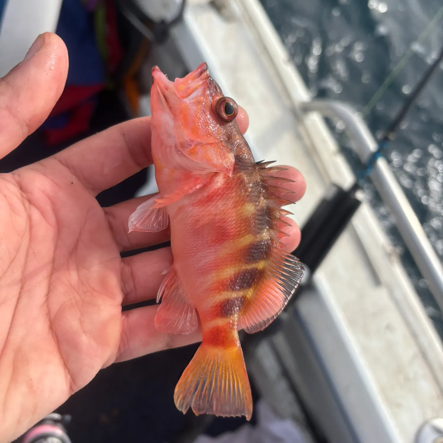 The most recent Halfbanded seaperch catches on Fishbrain