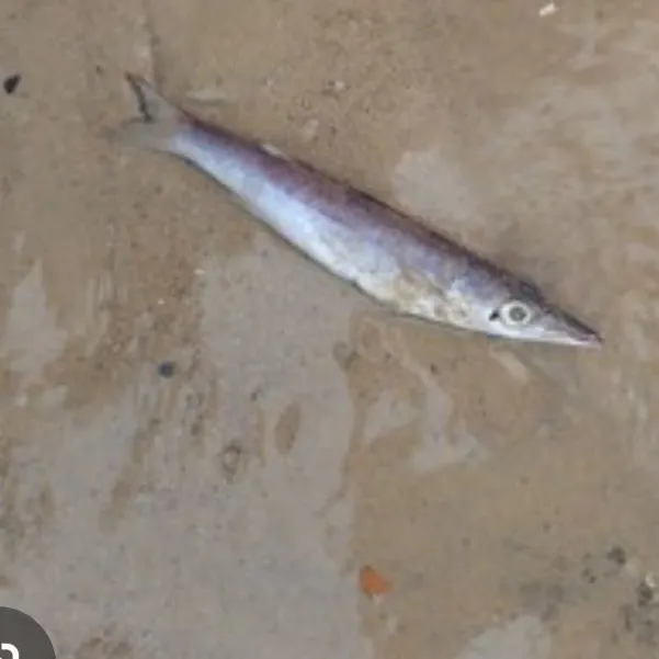 The most recent Great barracuda catches on Fishbrain