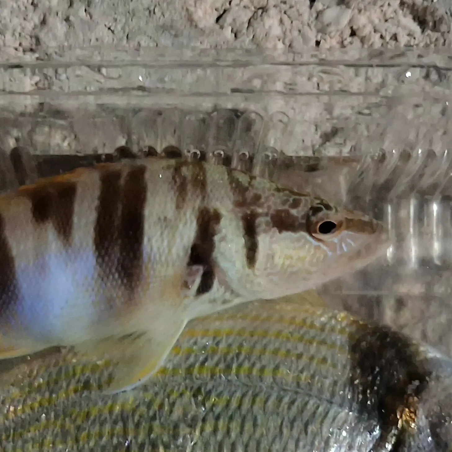 Painted comber caught on Fishbrain