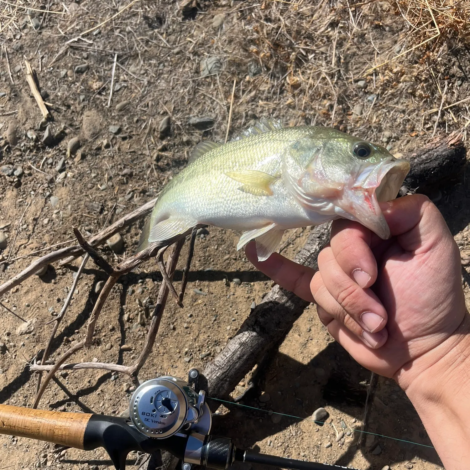 Largemouth bass caught on Fishbrain