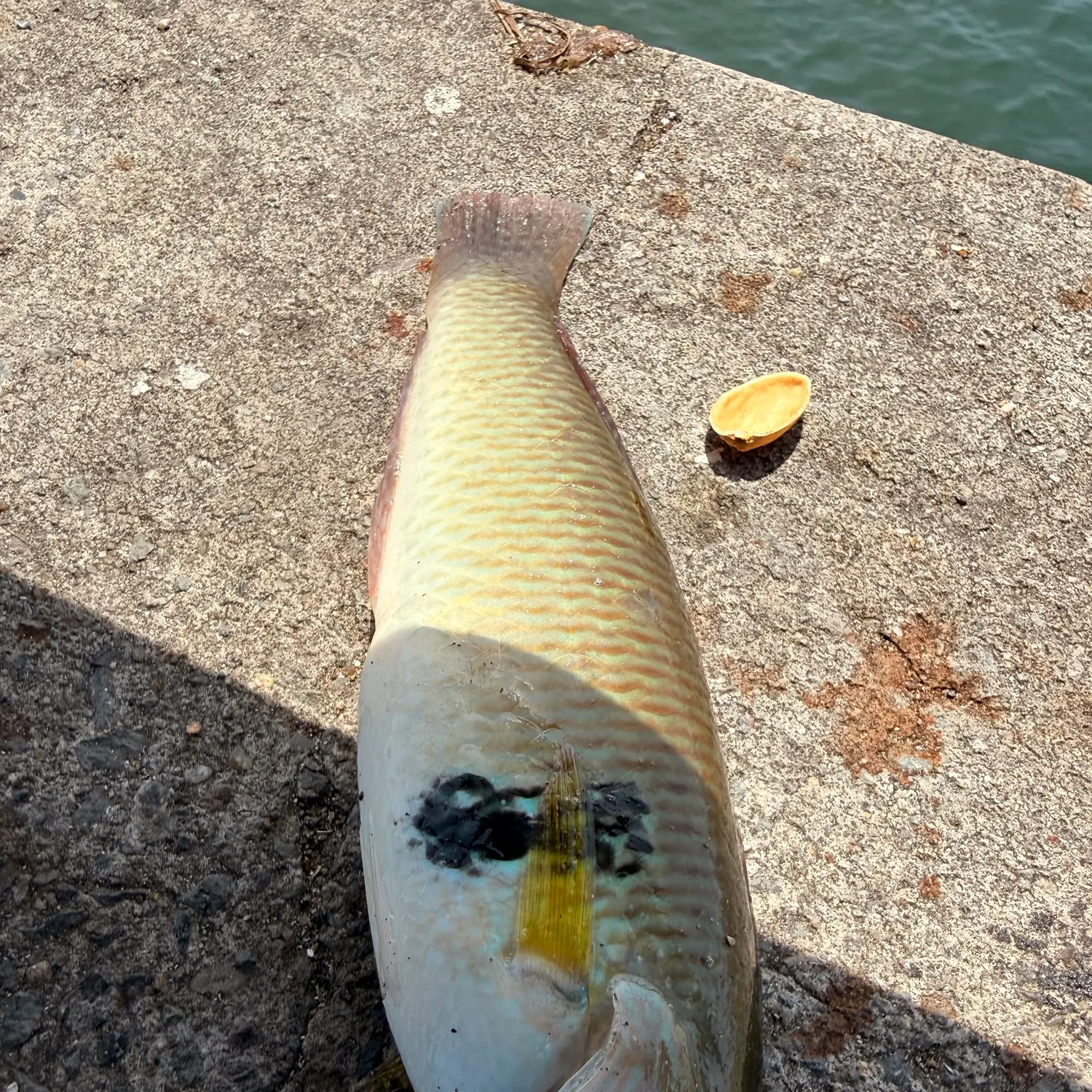The most recent Puddingwife wrasse catches on Fishbrain