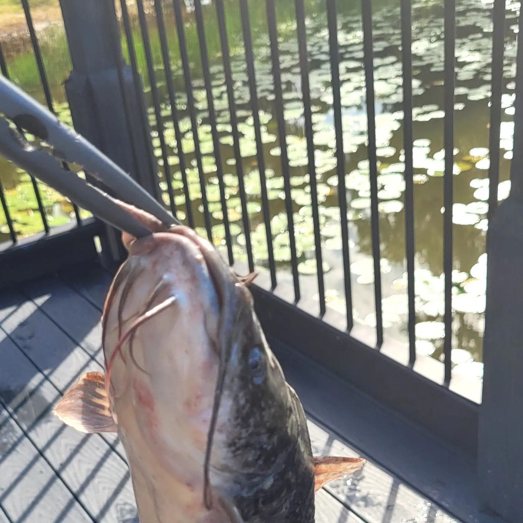 Brown bullhead caught on Fishbrain
