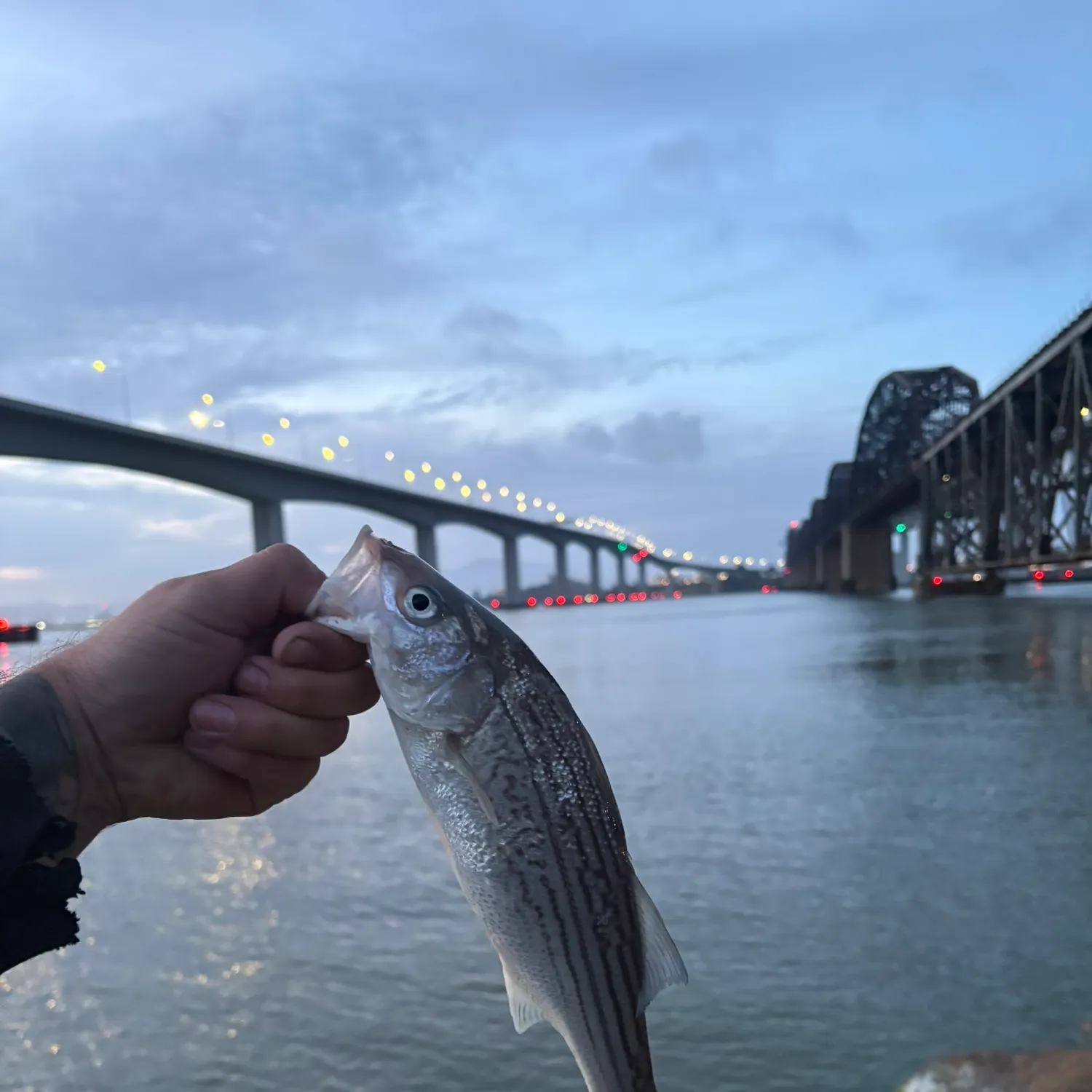 The most recent Striped bass catches on Fishbrain