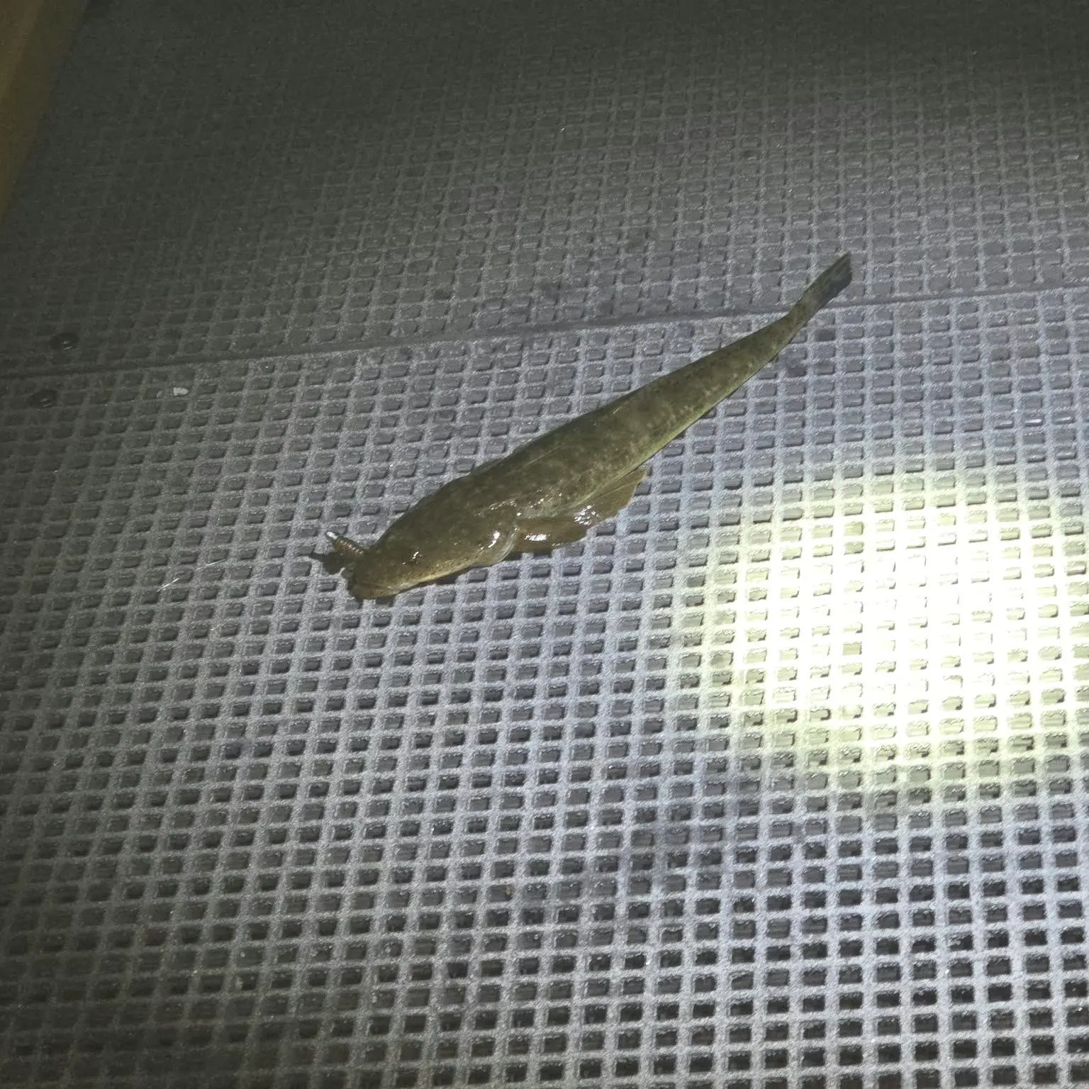 Dusky flathead caught on Fishbrain