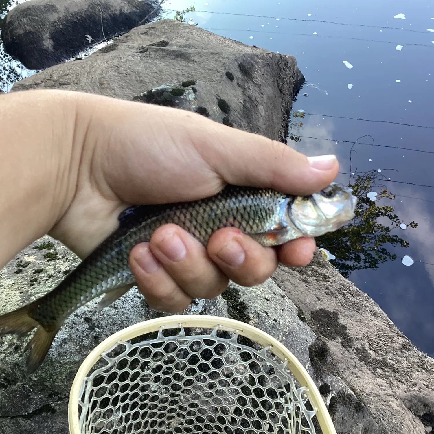 The most recent Fallfish catches on Fishbrain
