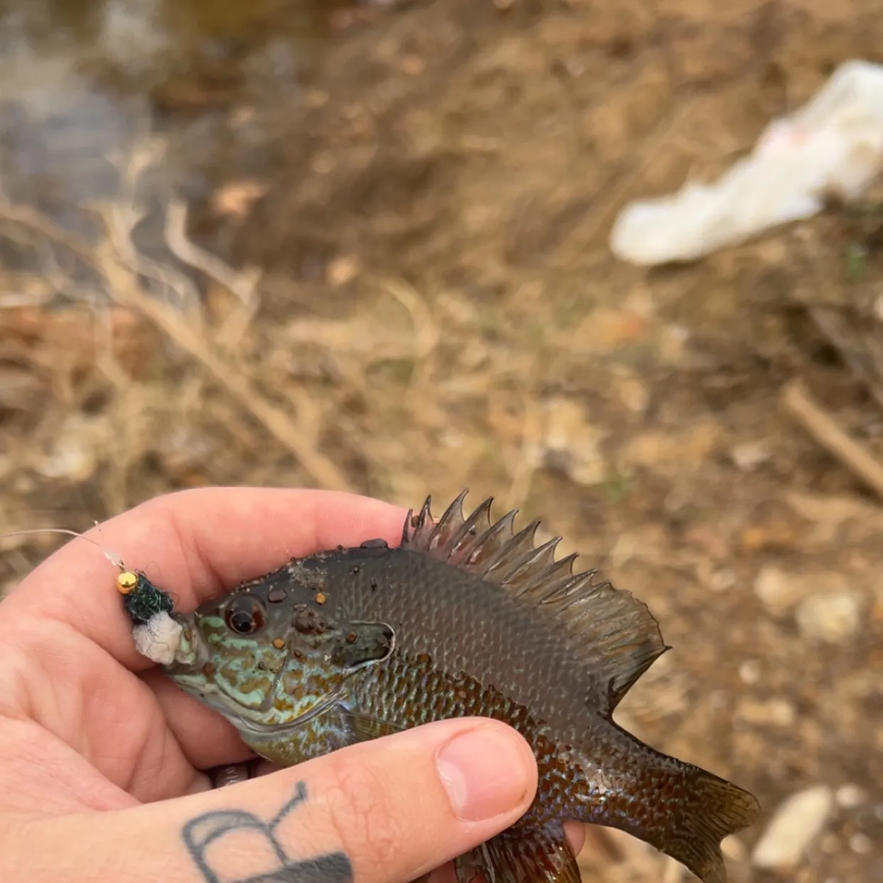 The most recent Longear sunfish catches on Fishbrain
