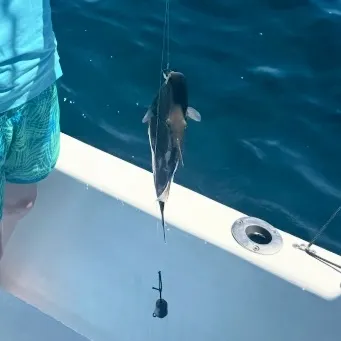 The most recent Coco sea catfish catches on Fishbrain