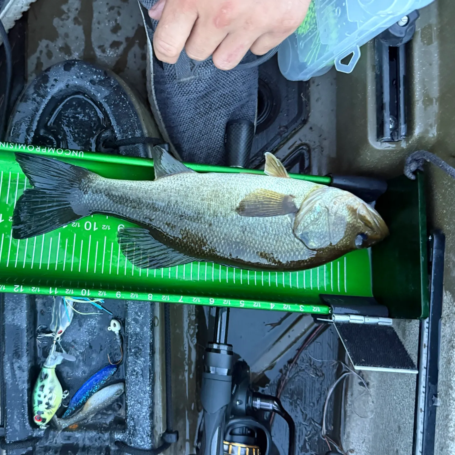 Largemouth bass caught on Fishbrain