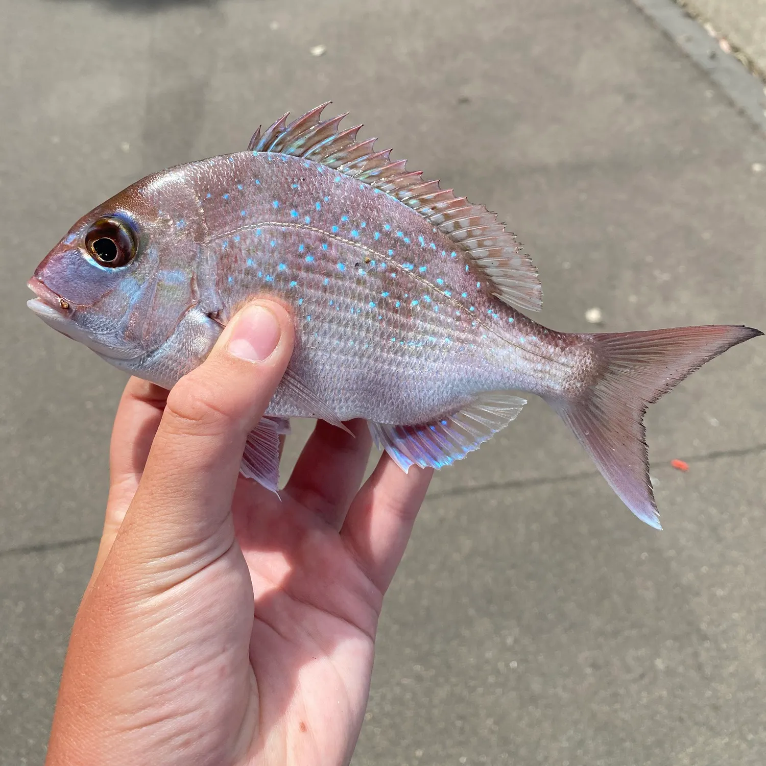 Australasian snapper caught on Fishbrain