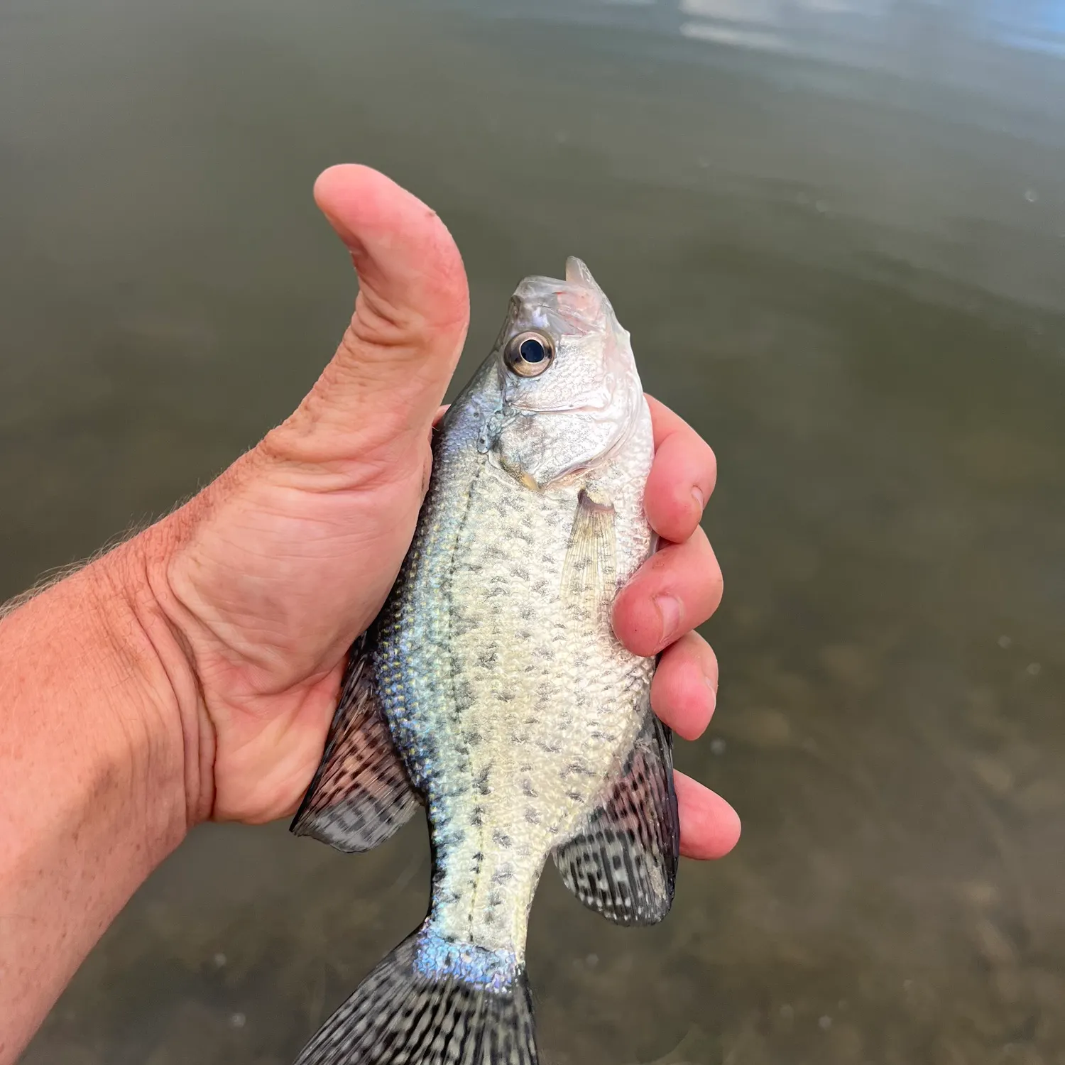 Black crappie caught on Fishbrain